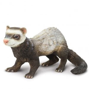 Gentle Giants Ferret