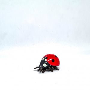 Red Ladybird