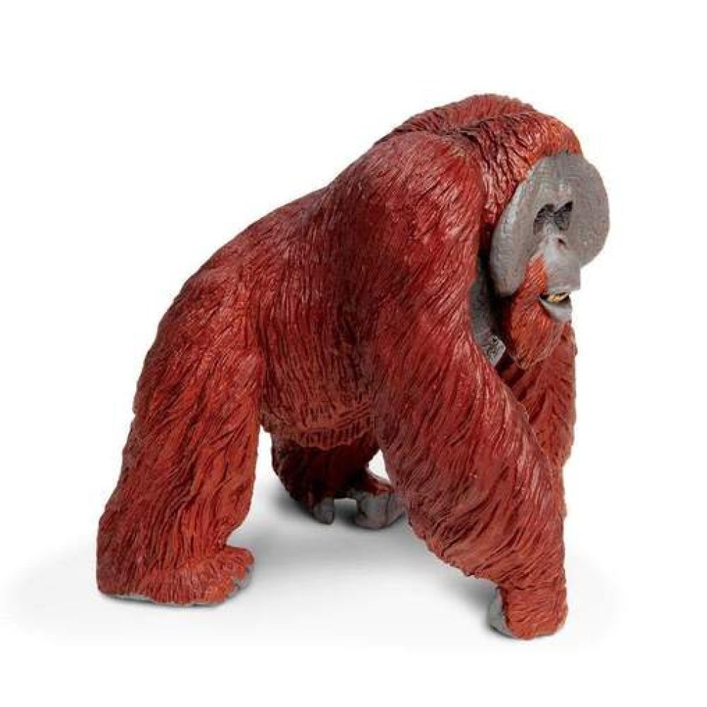 bornean-orangutan-310831_508x508