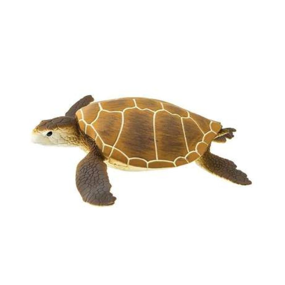 green-sea-turtle-694603_461x461